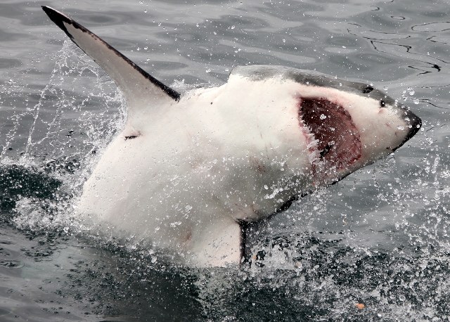 Great White Shark